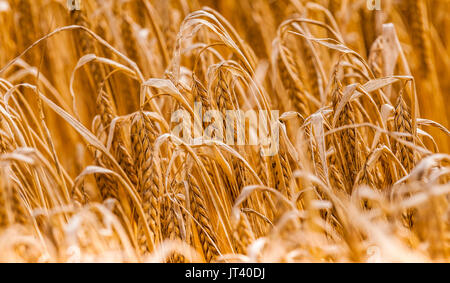 Close up di orzo in un campo che è quasi pronto per la mietitura Foto Stock