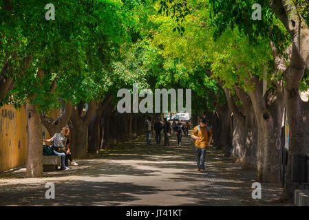 Sassari Sardegna street, il viale alberato di corso Francesco Vico, una strada popolare per le escursioni estive a Sassari Sardegna del nord. Foto Stock