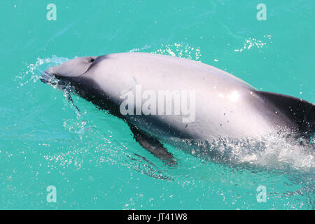 Hector i delfini (Cephalorhynchus hectori) affiorante accanto alla osservazione dei delfini in barca, controllare le persone a bordo Foto Stock