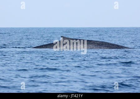 Pigmei balena blu o Great Indian balena blu (Balaenoptera musculus indica) off Trincomalee, fino a venire a prendere un respiro accanto Foto Stock