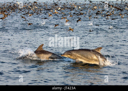 Comune di delfini Bottlenose (Tursiops tronca) ad una frenesia off il Pontile del Pescatore di Monterey al tramonto Foto Stock