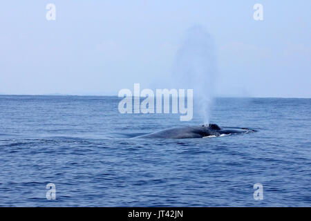 Pygmy Blue Whale o Great Indian Blue Whale (Balaenoptera musculus indica) fuori Trincomalee, venendo fino a prendere un respiro a destra accanto alla barca Foto Stock