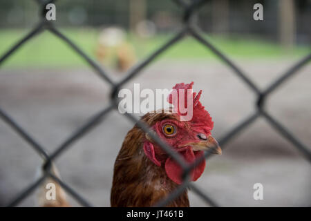 Pollo dietro una recinzione Foto Stock