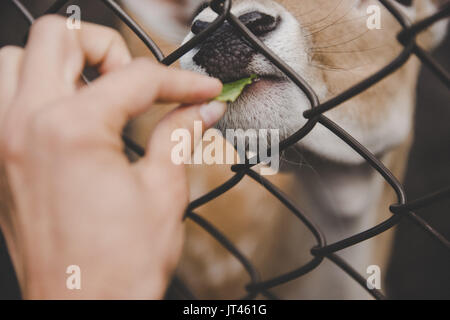 Doe dietro le sbarre Foto Stock