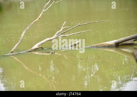 Forrest attrazioni Foto Stock