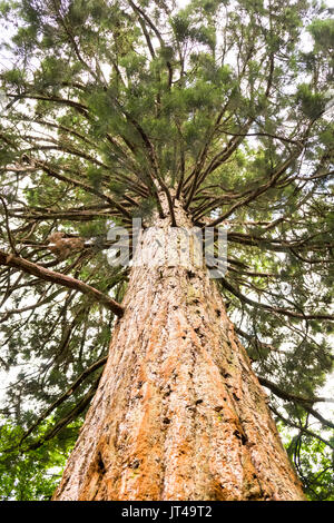 Tronco di corteccia arancione di un albero di sequoia gigante (Redwood) che fa parte del Tall Trees Trail nel New Forest National Park, Inghilterra, Regno Unito Foto Stock