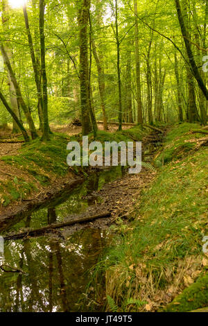 Forest stream in the New Forest National Park in Southern England, UK Foto Stock