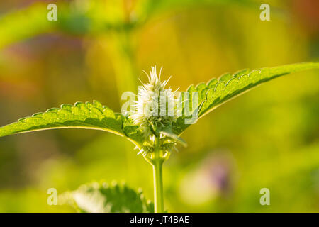 Una bella di menta fresca in crescita nel giardino estivo. Ingrediente per un rinfrescante tè. Profondità di campo closeup foto macro di foglie. Foto Stock