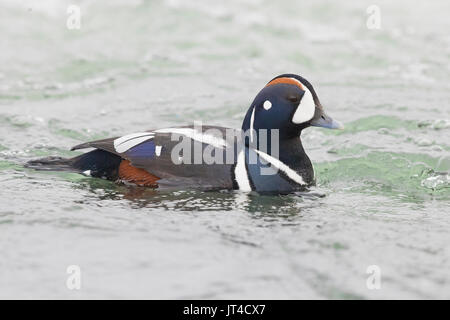 Arlecchino anatra (Histrionicus histrionicus) Foto Stock