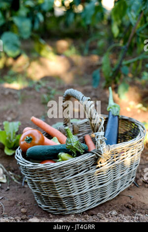 Primo piano di un rustico cesto in vimini pieno di ortaggi raccolti di fresco in un frutteto organico, collocate a terra Foto Stock