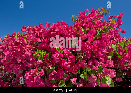 Bouganville in fiore Foto Stock