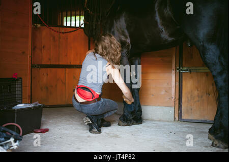 Donna horseman pulisce dallo sporco con spazzola il frisone cavallo in maneggio in azienda, avendo cura di animali di razza pura Foto Stock