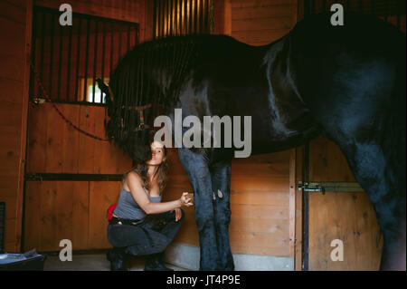 Donna horseman pulisce dallo sporco con spazzola il frisone cavallo in maneggio in azienda, avendo cura di animali di razza pura Foto Stock