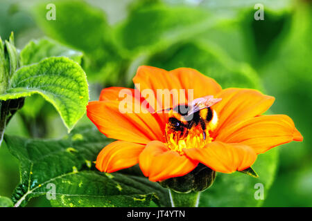 Un Bumble Bee per raccogliere il polline da un grande fiore di arancia Foto Stock