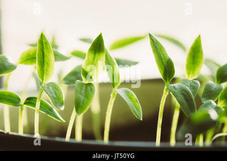 Gruppo Giovani germogli con foglia verde o foglie che cresce dal terreno in vecchia pentola. Concetto di primavera di vita nuova. Inizio della stagione di crescita. Inizio Primavera Foto Stock