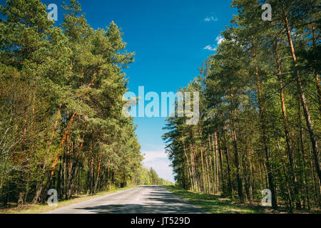 Asfalto paese strada attraverso la molla di boschi di alberi di foresta di conifere nella giornata di sole. Estate paesaggio forestale in Bielorussia o la parte europea della Russia Foto Stock