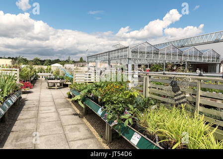 Impianto a centro RHS Hyde Hall. Centro giardino. Foto Stock