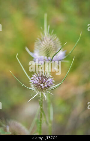 Dipsacus fullonum blooming Foto Stock