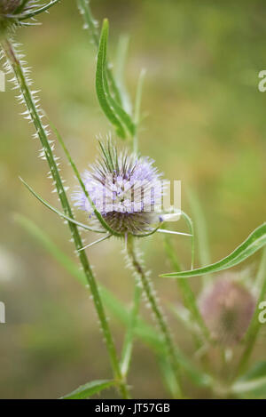 Dipsacus fullonum blooming Foto Stock