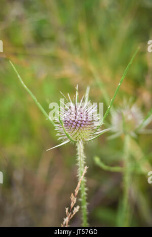 Dipsacus fullonum blooming Foto Stock