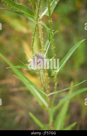 Dipsacus fullonum blooming Foto Stock