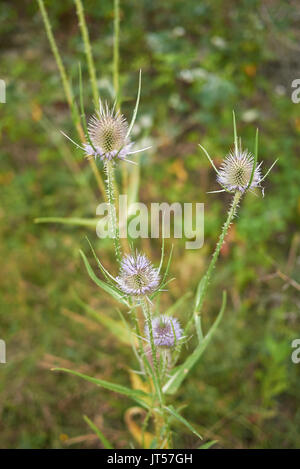 Dipsacus fullonum blooming Foto Stock