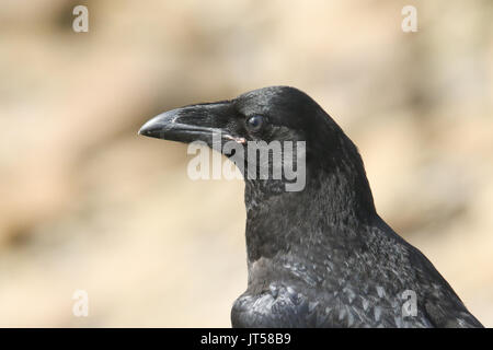 Un colpo alla testa di una giovane e bella Corvo Imperiale (Corvus corax) arroccato su una scogliera sulle isole Orcadi, Scozia. Foto Stock