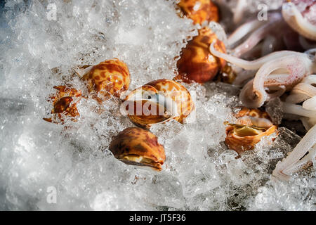 Conchiglia su ghiaccio Foto Stock