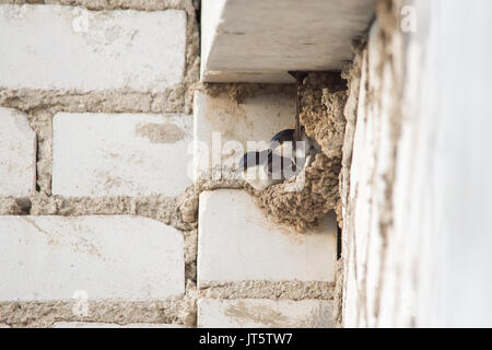 Swallow si siede in un nido sotto il tetto di un edificio a più piani Foto Stock