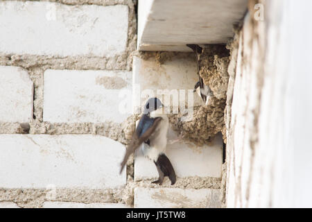 Swallow si siede in un nido sotto il tetto di un edificio a più piani Foto Stock