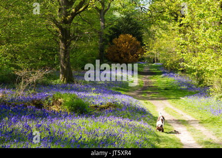 Moquette Bluebells bosco inglese in primavera Foto Stock