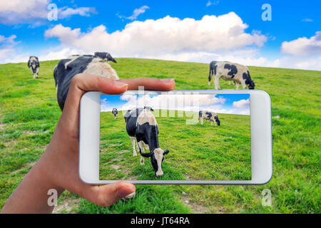 Mano azienda smart phone scattare una foto a vacche su un campo verde. Foto Stock