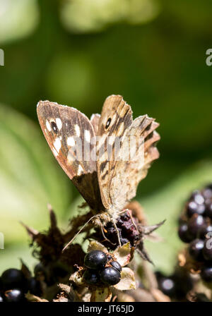 Chiazzato legno butterfly Foto Stock