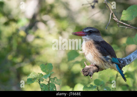 Brownhooded kingfisher (Halcyon albiventris), Hluhluwe-Imfolozi Park, KwaZulu-Natal, Sud Africa Foto Stock