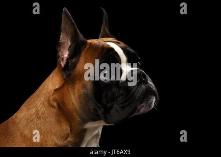 Cane boxer isolati su sfondo nero Foto Stock