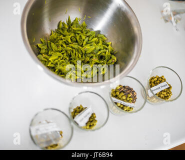 Freschi Suggerimenti Fir in una ciotola inox e luppolo agglomerati in forma di pellets di Piney birra ricetta Foto Stock