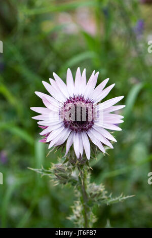 Berkheya purpurea fiore. Foto Stock