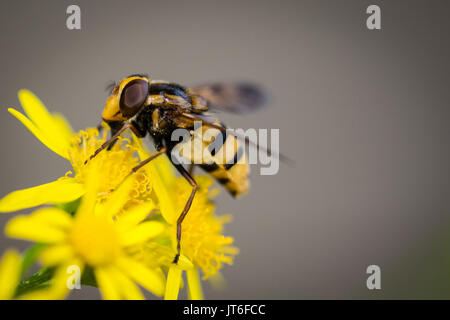 Hoverfly mimare wasp raccogliendo il nettare da un fiore giallo Foto Stock