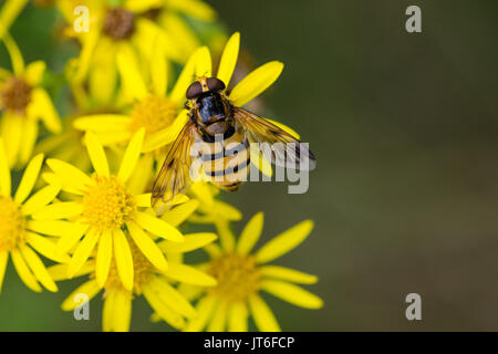 Hoverfly mimare wasp raccogliendo il nettare da un fiore giallo Foto Stock