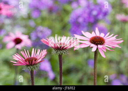 Echinacea purpurea le teste dei fiori in un confine erbacee. Coneflowers. Foto Stock