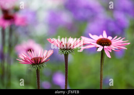 Echinacea purpurea le teste dei fiori in un confine erbacee. Coneflowers. Foto Stock