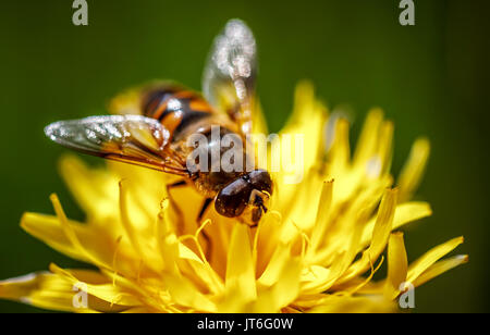 Wasp raccoglie il nettare dal fiore crepis alpina Foto Stock