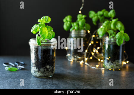 Il basilico cresce in vasi Foto Stock