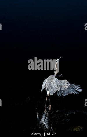 Contro lo sfondo scuro del Fiume Tennessee, un airone blu prende il volo. Foto Stock