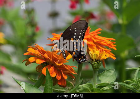 Spicebush alimentazione a coda di rondine su orange Zinnia. Spicebush si trova in cantieri, giardini e ai bordi del bosco in prossimità di alberi spicebush. Foto Stock