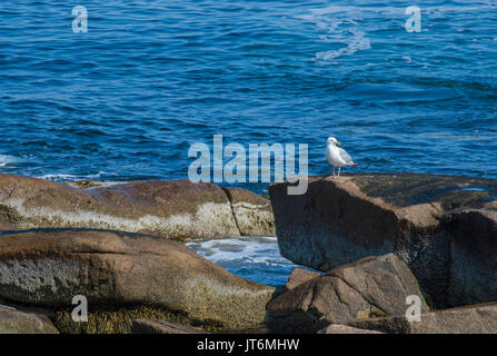 Lone di bianco e grigio seagull sulle rocce che si affacciano sull'oceano a Cape Ann, Massachusetts Foto Stock