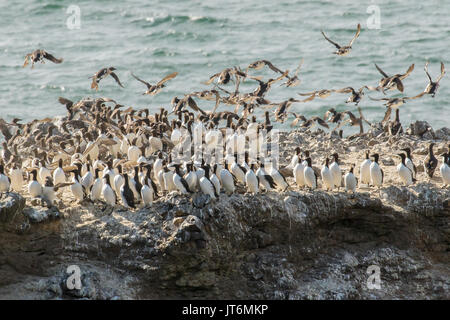 Murres sull affioramento roccioso Foto Stock