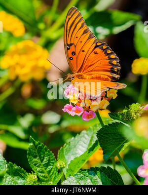 Gulf Fritillary butterfly,Agraulis vanillae, alimentando su Lantana camara in Oklahoma, Stati Uniti d'America Foto Stock