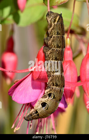 Elephant Hawk Moth Caterpillar (Deilephila Elpenor) che si nuce su una pianta di fucsia, mostrando punti difensivi dell'occhio Foto Stock