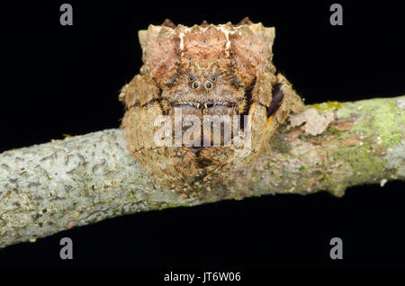 Ampia capo-corteccia spider, Caerostris sp. Foto Stock